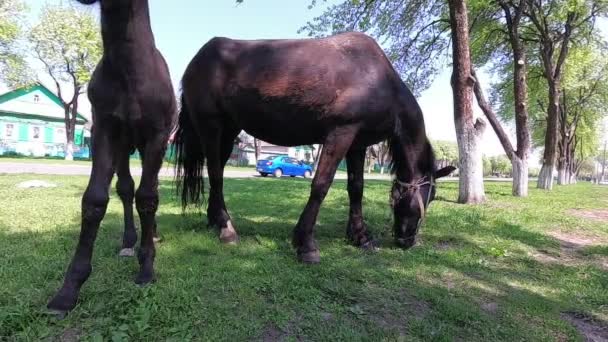 Primavera Cavalo Com Potro Pastando Aldeia — Vídeo de Stock