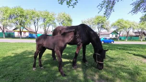 Le printemps. un cheval avec un poulain broutant dans le village .