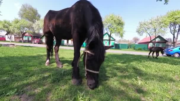 Le printemps. un cheval avec un poulain broutant dans le village .