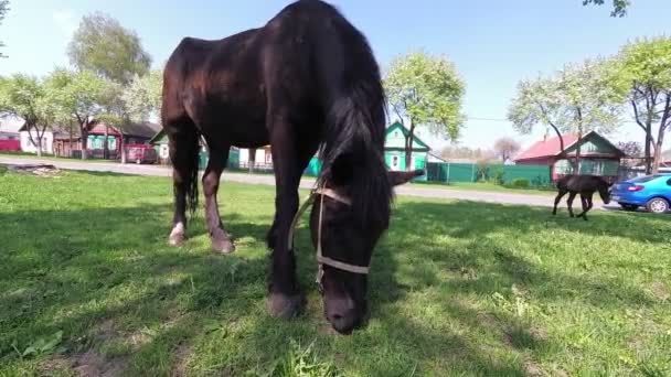 Printemps Cheval Avec Poulain Broutant Dans Village — Video