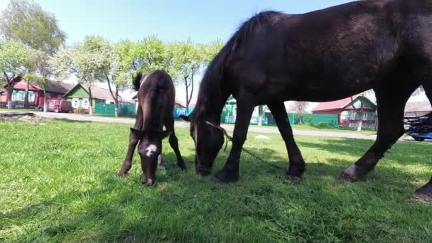 Le printemps. un cheval avec un poulain broutant dans le village .