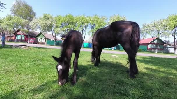 Le printemps. un cheval avec un poulain broutant dans le village .