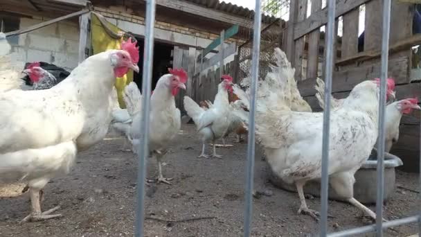 Poulets Faits Maison Avec Coq Broutant Dans Enclos — Video