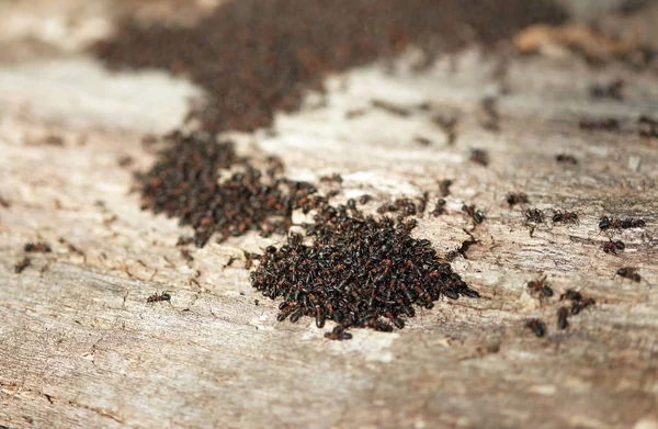 Τα μυρμήγκια να οικοδομήσουμε ένα νέο ρύγχος την άνοιξη — Φωτογραφία Αρχείου