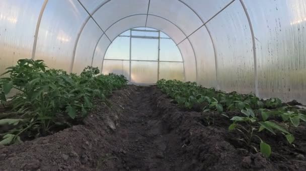 Serre Intérieur Semis Poivrons Tomates Dans Sol — Video