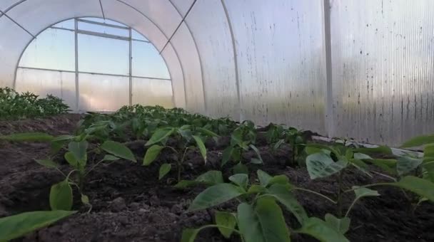 Invernadero Interior Pimientos Plantas Tomate Suelo — Vídeos de Stock