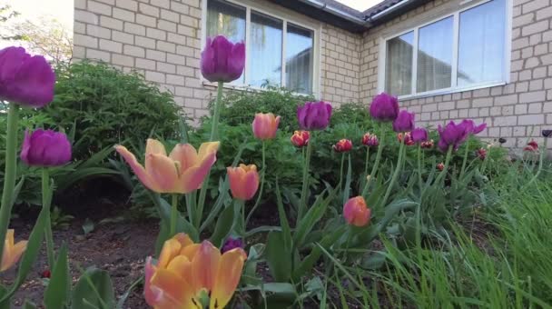 tulipes près d'une maison avec de grandes fenêtres .