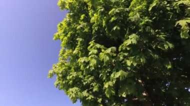 Genç akçaağaç Rüzgar yeşil bahar yeşillik.