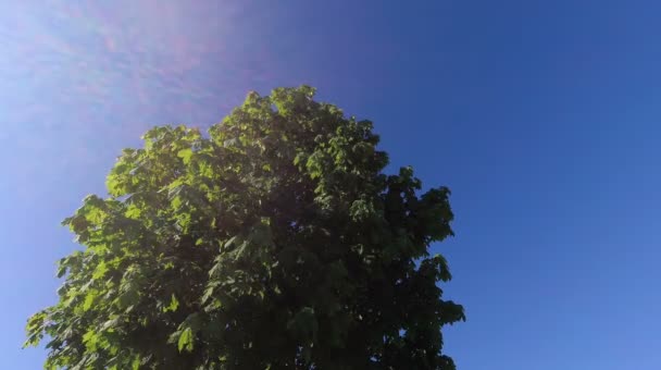 Follaje Primavera Verde Arce Joven Viento — Vídeo de stock