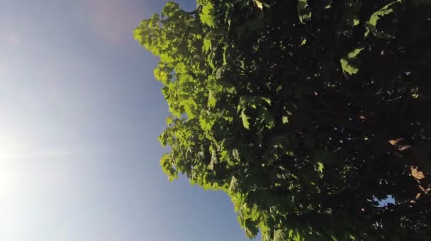 风中的小枫绿春叶 — 图库视频影像