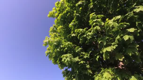 Grünes Frühlingsblatt des jungen Ahorns im Wind. — Stockvideo