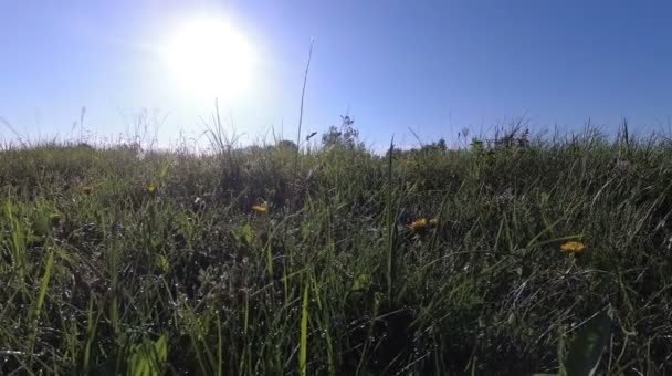 Tau auf dem Gras am frühen Morgen auf dem Feld. — Stockvideo