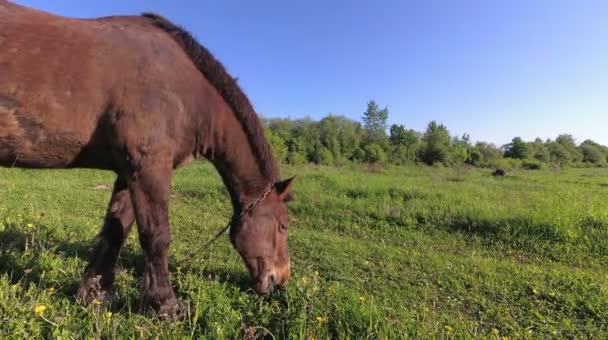 un cheval paître sur l'herbe tôt le matin dans les champs .