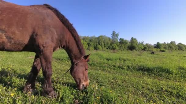 Ein Pferd weidet frühmorgens auf dem Gras auf dem Feld. — Stockvideo