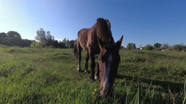 bir at alanında erken sabah çimenlerin üzerinde otlatma.