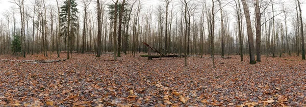 Podzimní les s červeným listím na zemi. 360 — Stock fotografie