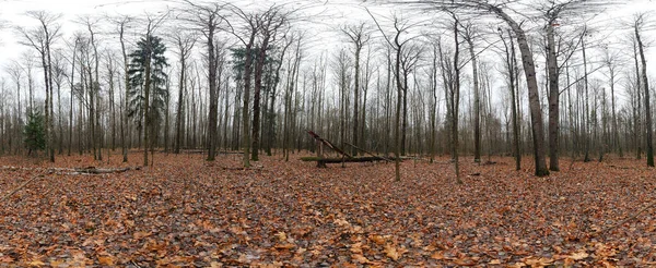 Podzimní les s červeným listím na zemi. 360 — Stock fotografie