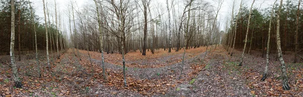 秋天的森林，地面上有红叶。 360 — 图库照片