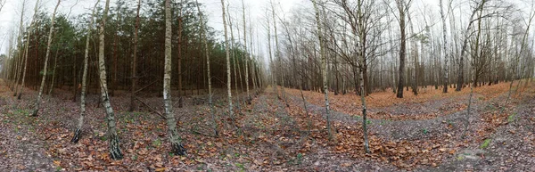 Bosque de otoño con follaje rojo en el suelo. 360 — Foto de Stock