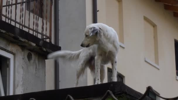 Strážný pes na střeše hlídá okolí. Itálie — Stock video