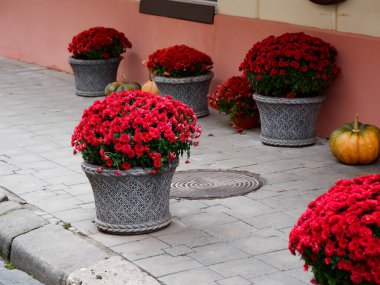 Ukrayna 'nın Lviv caddesinde çiçekli güzel bir çiçek tarlası.