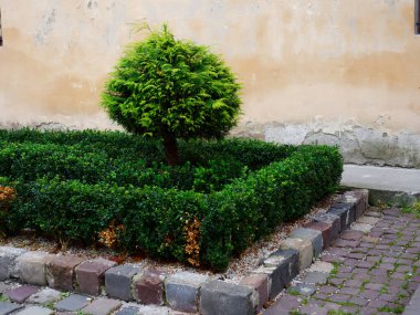 Ukrayna 'nın Lviv caddesinde çiçekli güzel bir çiçek tarlası.