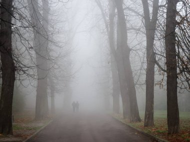 Ukrayna 'nın Lviv şehrindeki parkta sis var.