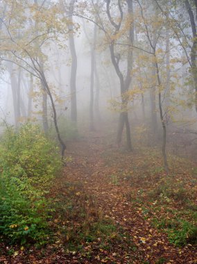 Ukrayna 'nın Lviv şehrindeki parkta sis var.