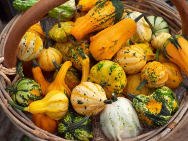 Tahta sepetteki parlak sebzeler. kabak.