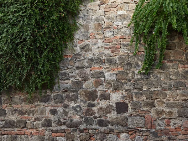 Mur de pierre de la vieille ville avec des vignes vertes — Photo