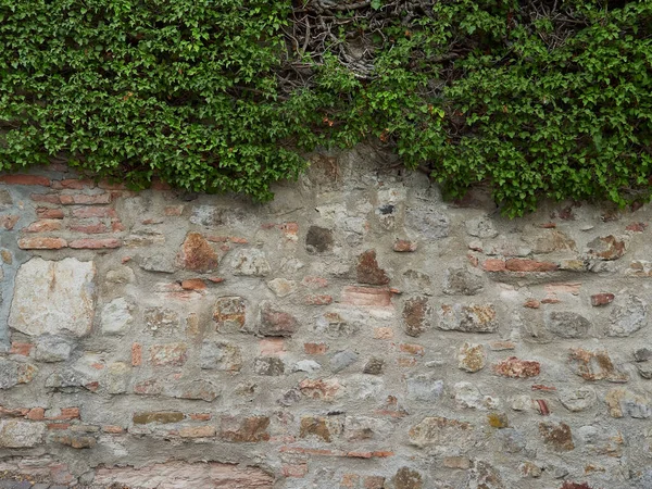 Eski kasabanın yeşil sarmaşıklı taş duvarı — Stok fotoğraf