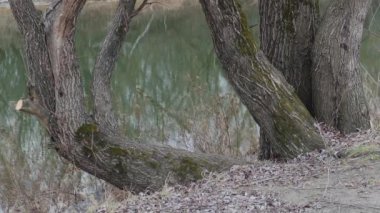 Soğuk sonbahar sabahı, göldeki ilk buz.