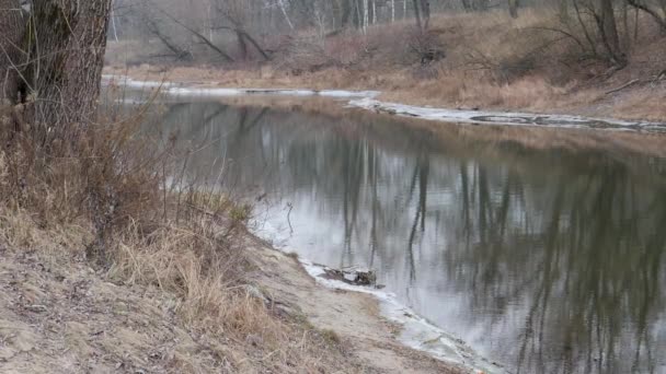 Froid Matin Automne Première Glace Sur Lac — Video