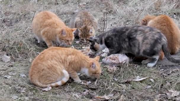 Flock Herrelösa Röda Katter Äter Rester — Stockvideo