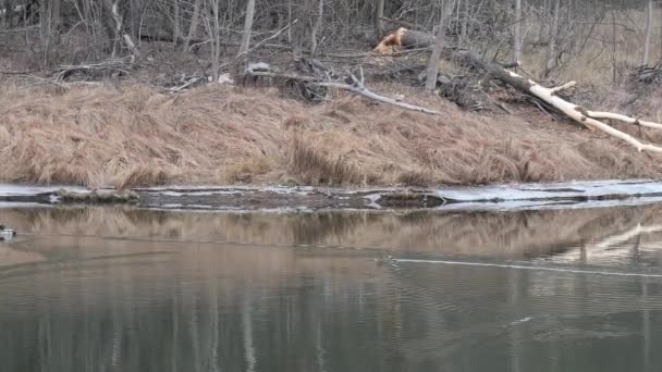 寒冷的秋日清晨 湖面上的第一块冰 — 图库视频影像