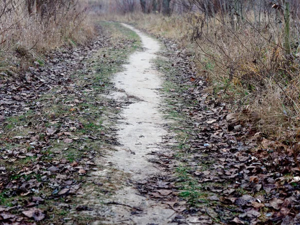 Camino en el bosque de otoño. camino sinuoso —  Fotos de Stock