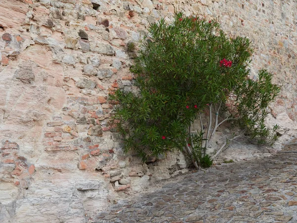 Διαμόρφωση τοπίου στο δρόμο της παλιάς πόλης Arkua Petrarka, Ιταλία — Φωτογραφία Αρχείου