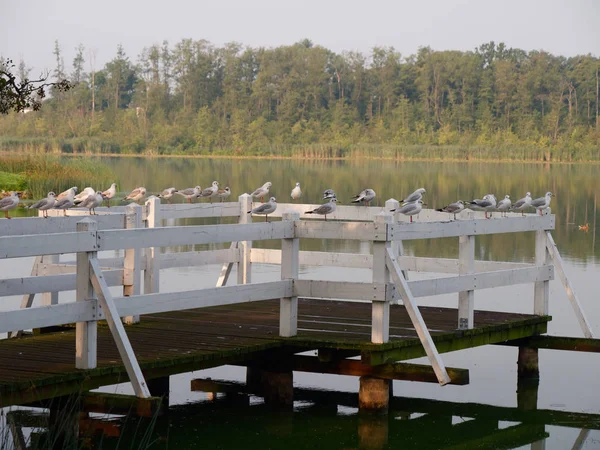 Park recreation area by the lake. Wolsztyn, Poland — Stock Photo, Image