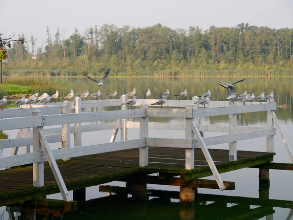 Göl kenarındaki park alanı. Wolsztyn, Polonya — Stok fotoğraf