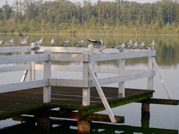 Göl kenarındaki park alanı. Wolsztyn, Polonya — Stok fotoğraf