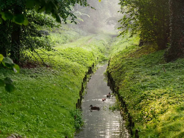 Şehir yeşili deresi vahşi ördekler. Wolsztyn, Polonya — Stok fotoğraf