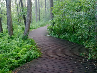 Şehir yeşil parkı manzaralı patika. Wolsztyn, Polonya