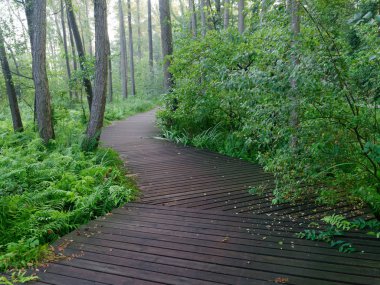 Şehir yeşil parkı manzaralı patika. Wolsztyn, Polonya