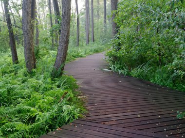 Şehir yeşil parkı manzaralı patika. Wolsztyn, Polonya