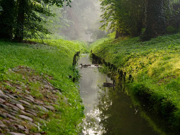 City green park stream wild ducks. Wolsztyn, Poland