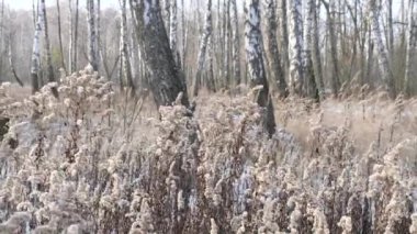 Kışın huş ağacının manzarası. İnce beyaz ağaçlar