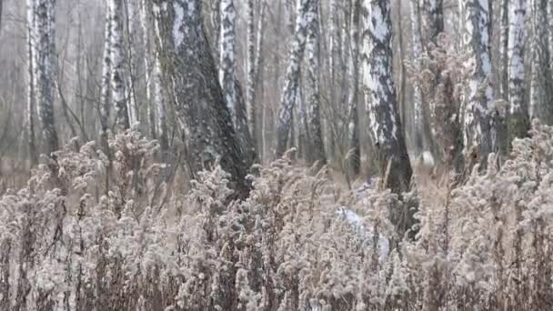 Kilátás Nyírfa Ligetre Télen Karcsú Fehér Fák — Stock videók