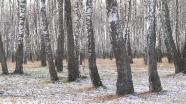 Kışın huş ağacının manzarası. İnce beyaz ağaçlar