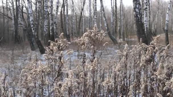 冬季的白桦林全景 细长的白树 — 图库视频影像