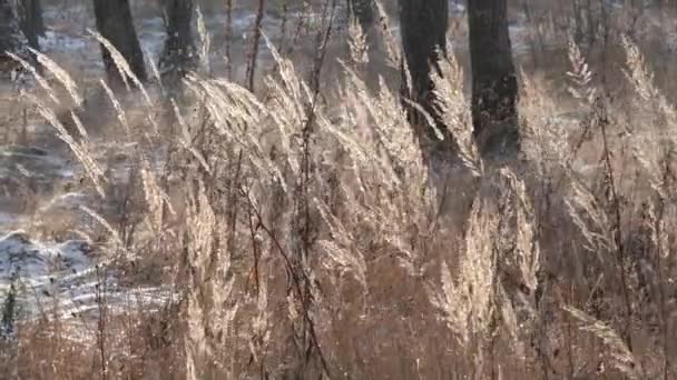 Panorama Eines Birkenhains Winter Schlanke Weiße Bäume — Stockvideo